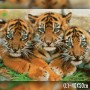 Алмазная вышивка Маленькие тигры